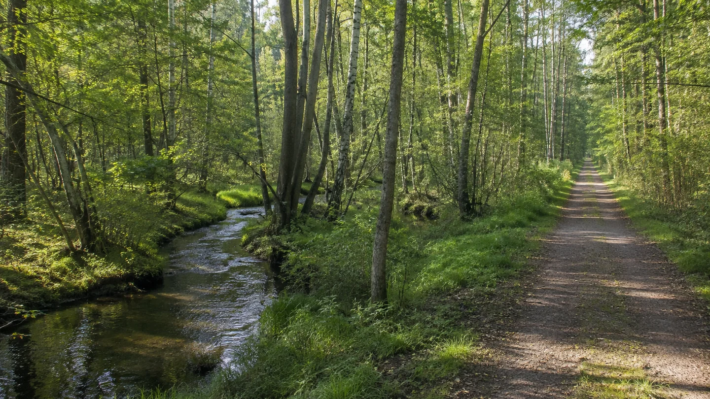 Naturpark Dübener Heide: Hammermühle bei Bad Düben: Hammerbachlandschaft: Schmaler naturnaher Bach unter Erlen und Birken, grüner nasser Waldboden neben einem festen Waldweg