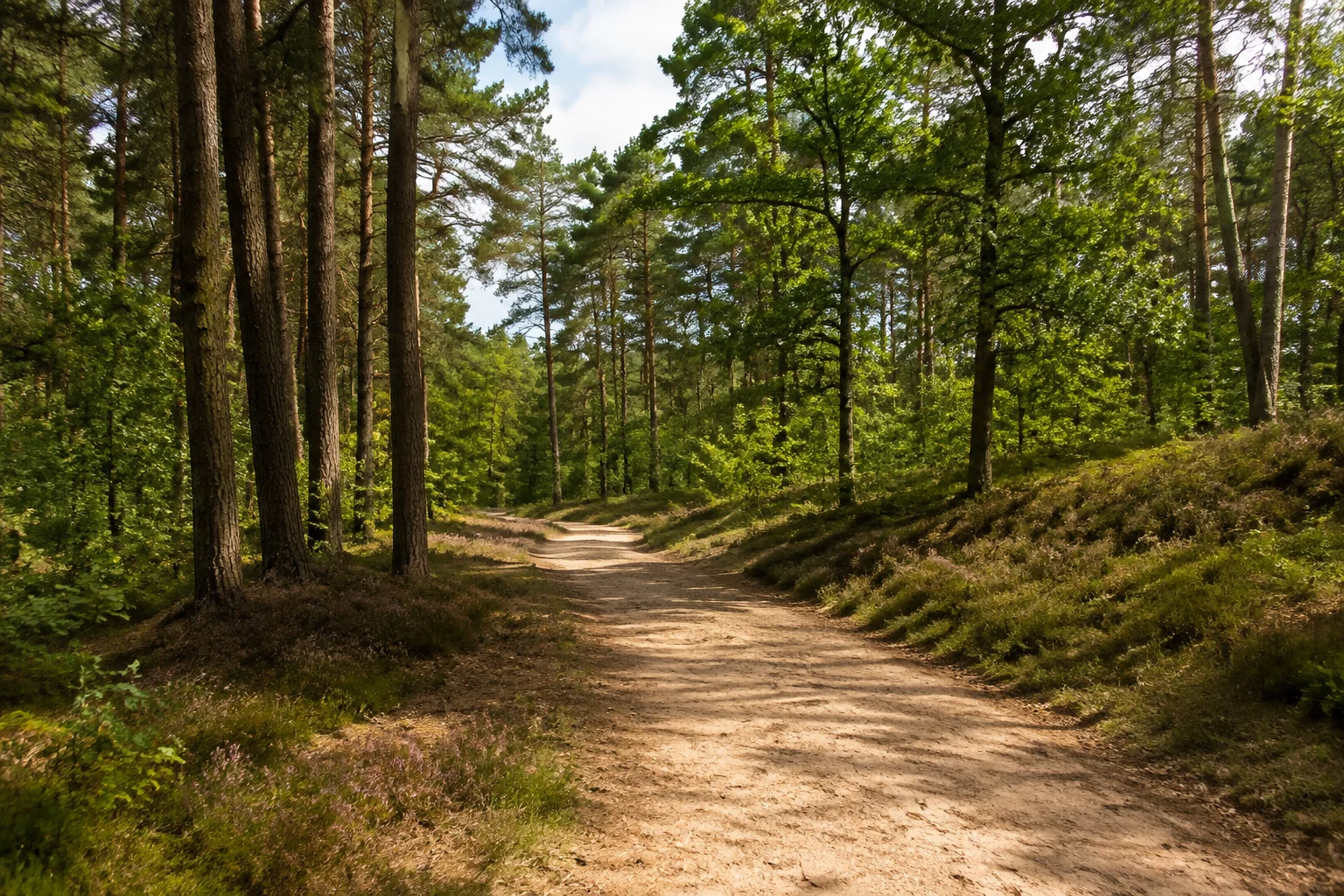 Dammer Berge als niedrige bewaldete eiszeitliche Hügel mit sandigem Waldweg