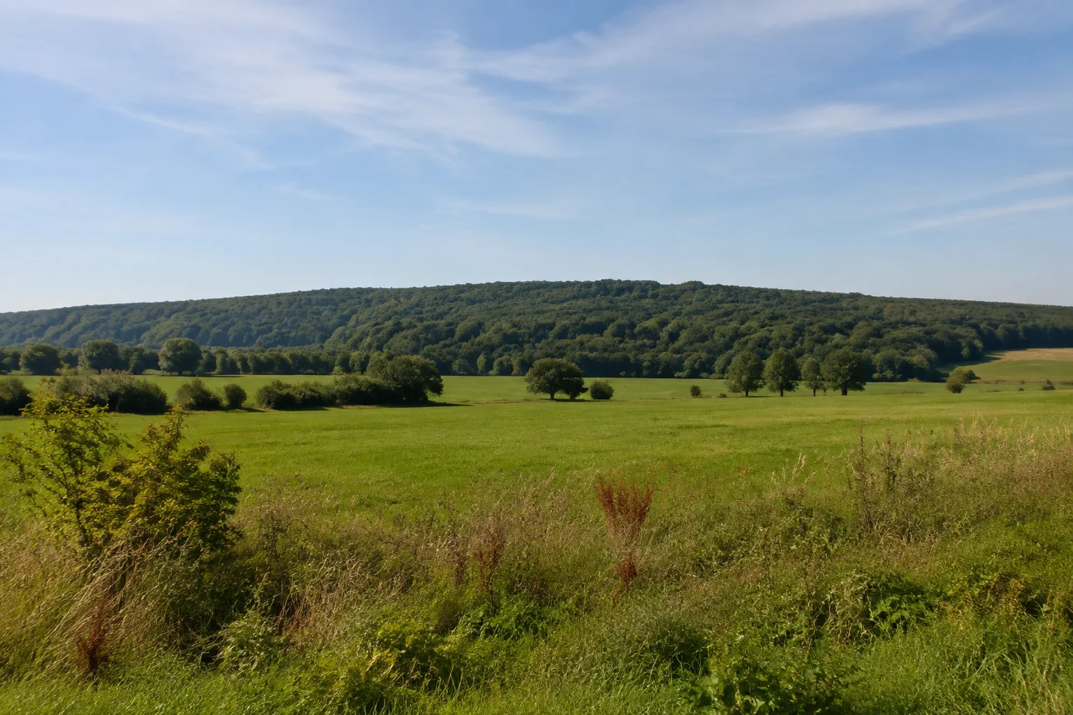 Stemweder Berg als langgezogener niedriger Laubwaldrücken hinter Wiesen