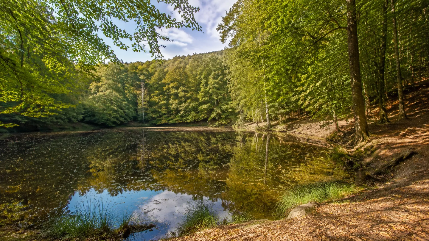 Naturpark Elm-Lappwald: Erkerode: Brunnental bei Bad Helmstedt: kleiner Waldteich mit dichtem Laubmischwald und leicht hügeligem Ufer