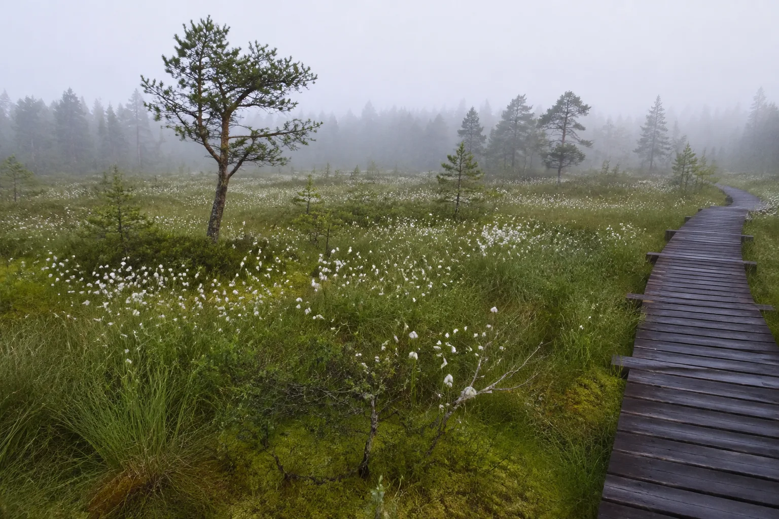 Hochmoor: Bohlenweg am Rand eines Wollgrasmoors