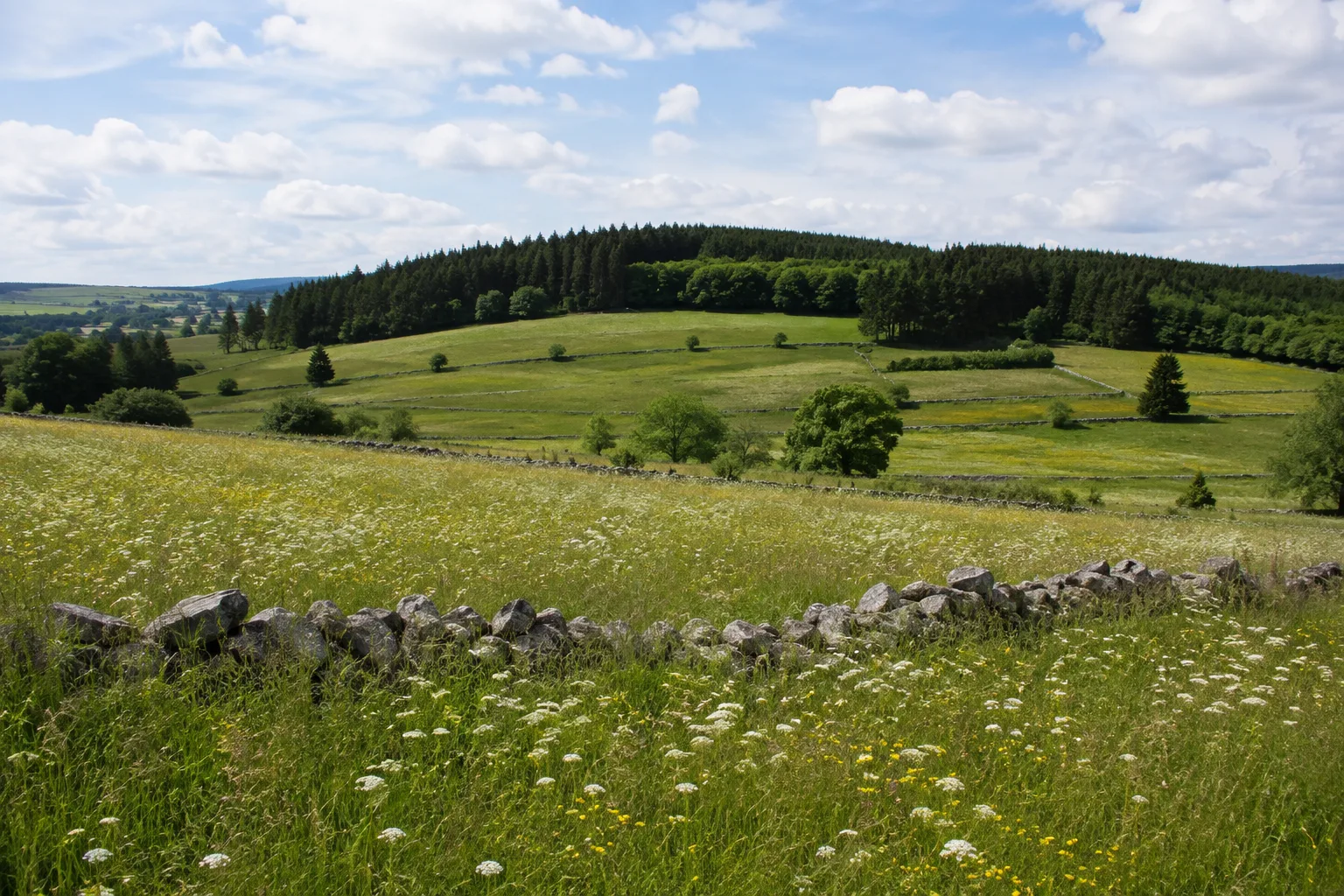 Naturpark Erzgebirge/Vogtland: Naturpark Erzgebirge/Vogtland: Naturpark-Kammlandschaft: blühende Bergwiese mit Steinrücken vor Fichtenwald