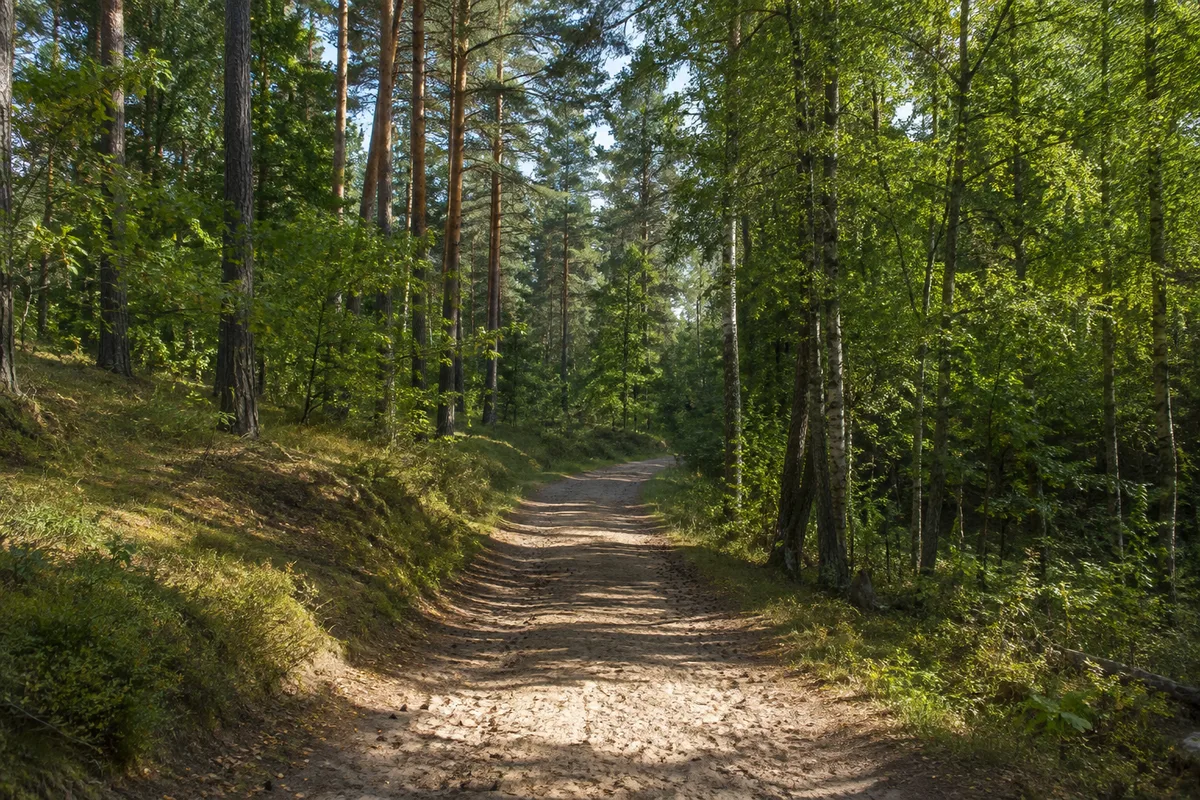 Sandiger Waldweg bei Goldenbaum zwischen Kiefern und Laubbäumen