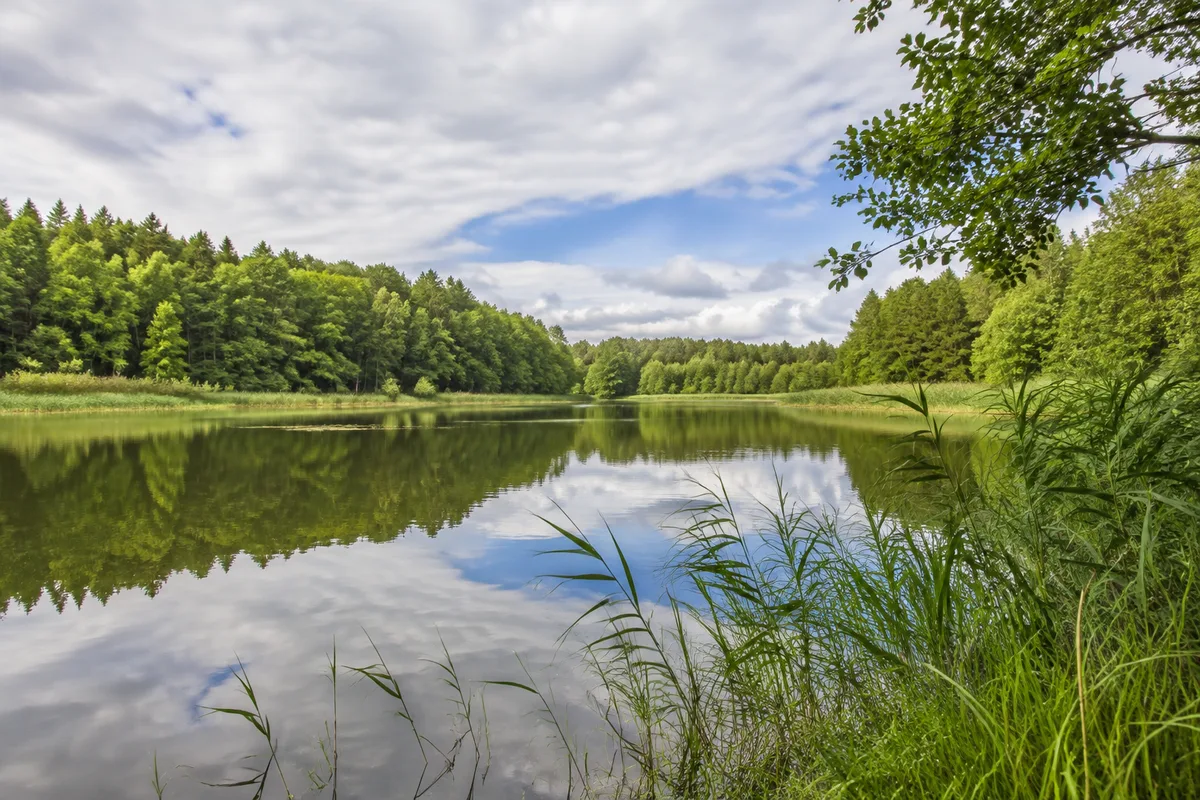 Kleiner waldgesäumter See im Raum Wokuhl mit Schilf und ruhigem Wasser