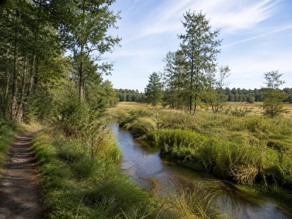 Rosseltal bei Thießen: Kleiner klarer Bach zwischen feuchter Wiese und Erlen, niedriges sanftes Tal