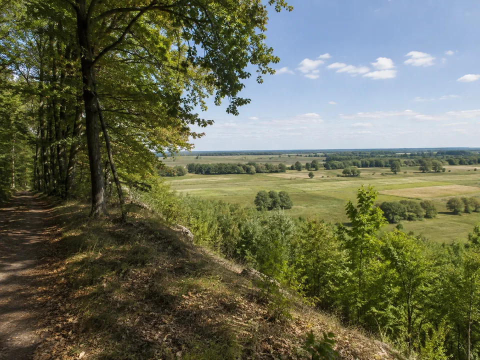 Vorfläming bei Coswig: Laubwaldweg auf niedriger bewaldeter Anhöhe mit Blick in ein breites flaches Flusstal