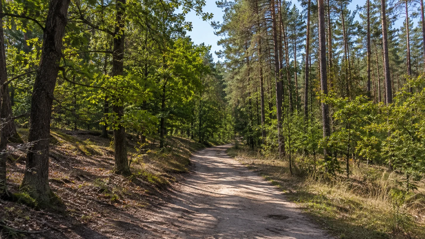 Naturpark Fläming/Sachsen-Anhalt: Wald bei Jeber-Bergfrieden: Sandiger breiter Waldweg durch Kiefern und Buchen auf sanft gewelltem eiszeitlichem Gelände