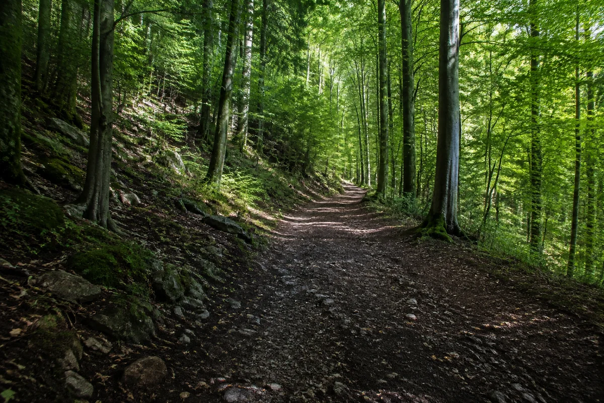 Hoher Habichtswald: dichter Buchenwald auf dunklem steinigem Boden mit breitem Wanderweg
