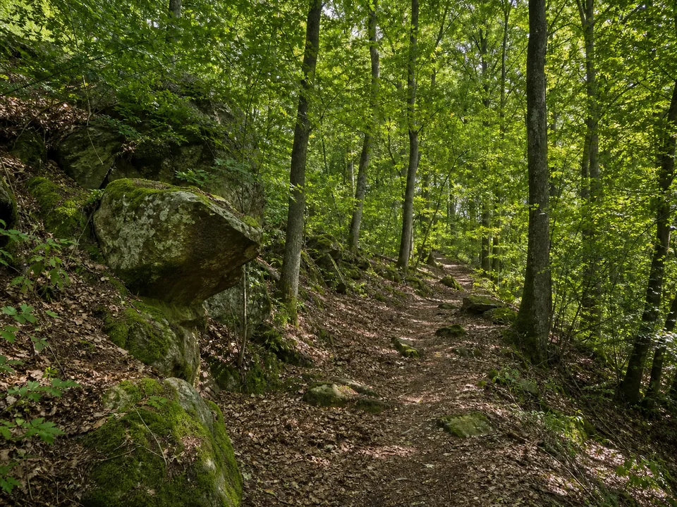 Laubwald im Burgenwinkel: Schattiger Buchen- und Eichenwaldpfad bei Altenstein im Haßberge-Burgenwinkel mit kleinen Sandsteinblöcken