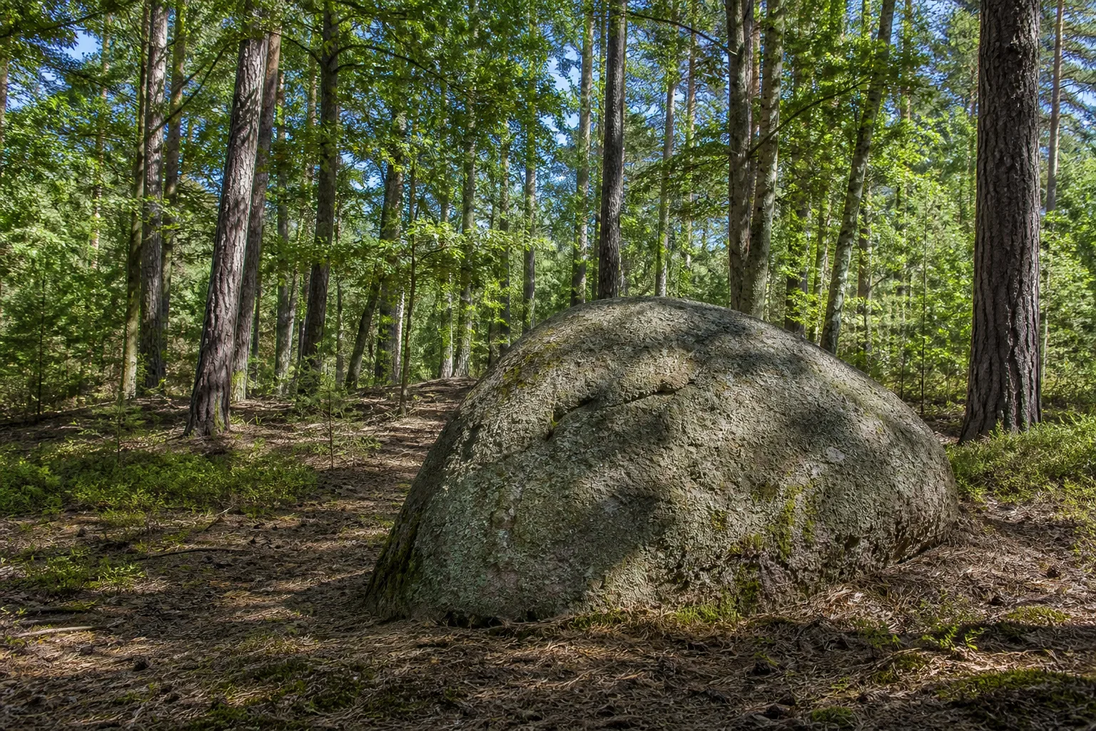 Medewitzer Findlingswald: großer rundlicher eiszeitlicher Findling in märkischem Kiefern-Buchen-Wald