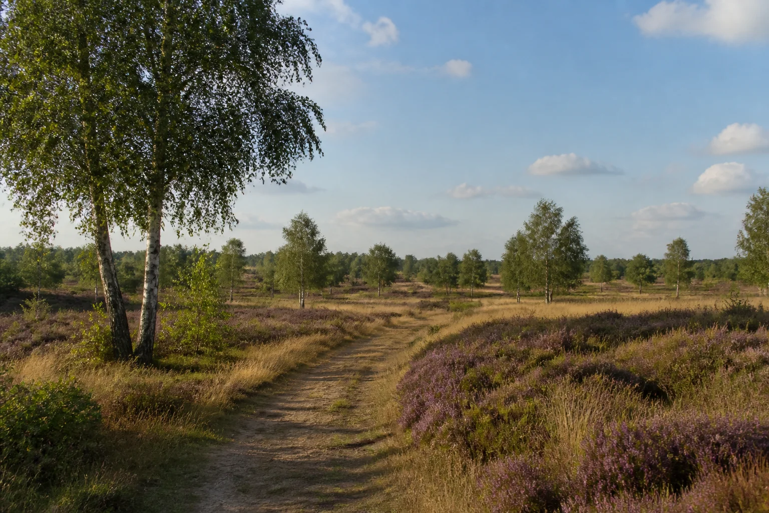 Geest-Moorrand bei Esterwegen mit Birken, Heide und niedrigem Horizont