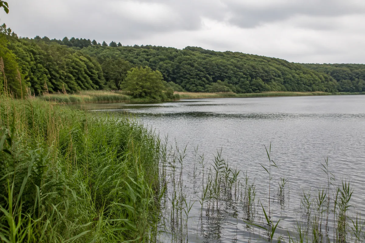 Schmollensee bei Pudagla mit Röhricht und bewaldeten Ufern