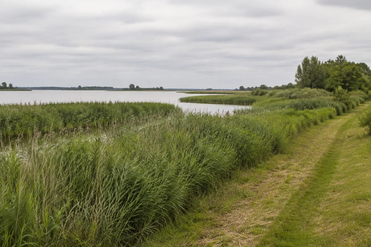 Naturpark Insel Usedom: Usedom Stadt Markt: Schilfgesäumte Binnenküste am Peenestrom bei Lassan