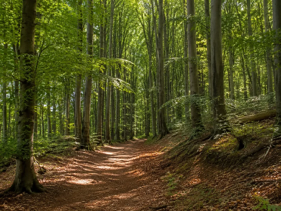 Buchen am Possen: Hoher geschlossener Buchenwald mit Laubstreu und breitem naturbelassenem Wanderweg