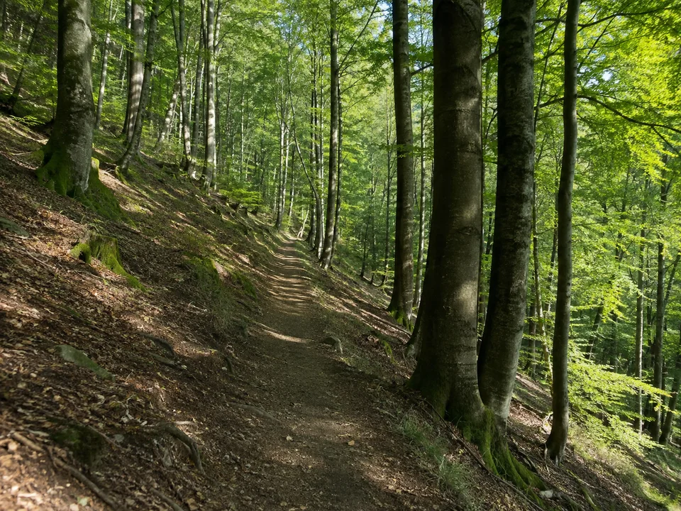 Hörler Waldhänge: Heller Wanderweg zwischen Buchen an einem mäßig steilen Mittelgebirgshang