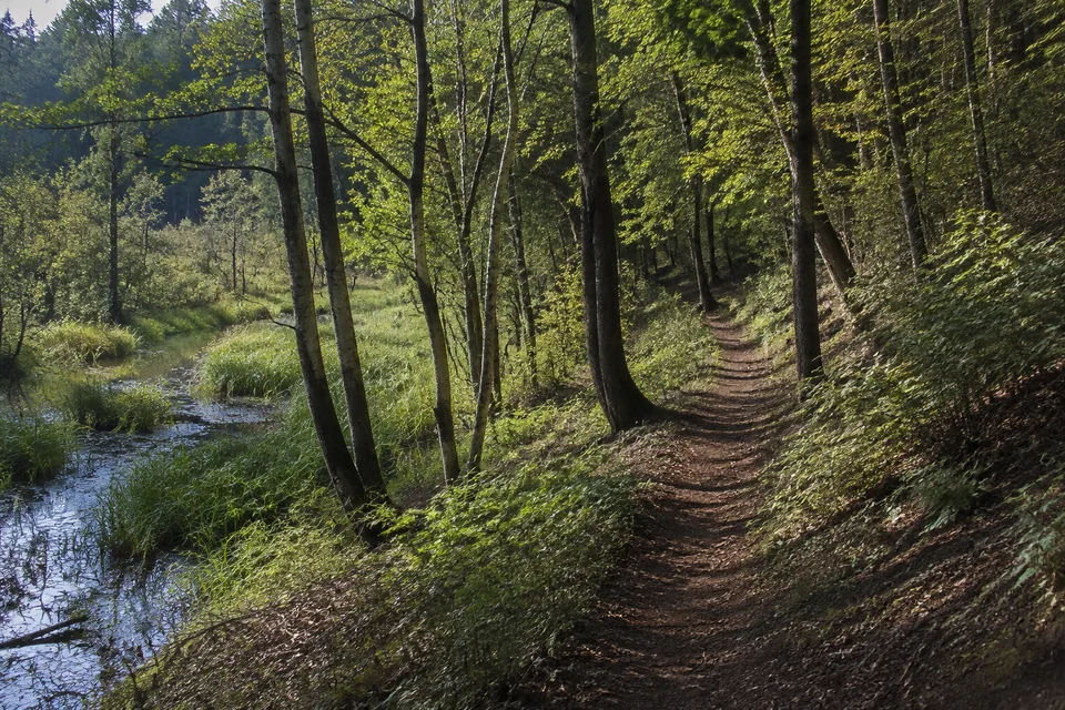 Salemer Seenlandschaft: Schmaler öffentlicher Waldweg oberhalb einer feuchten Senke mit Erlen und Seggen