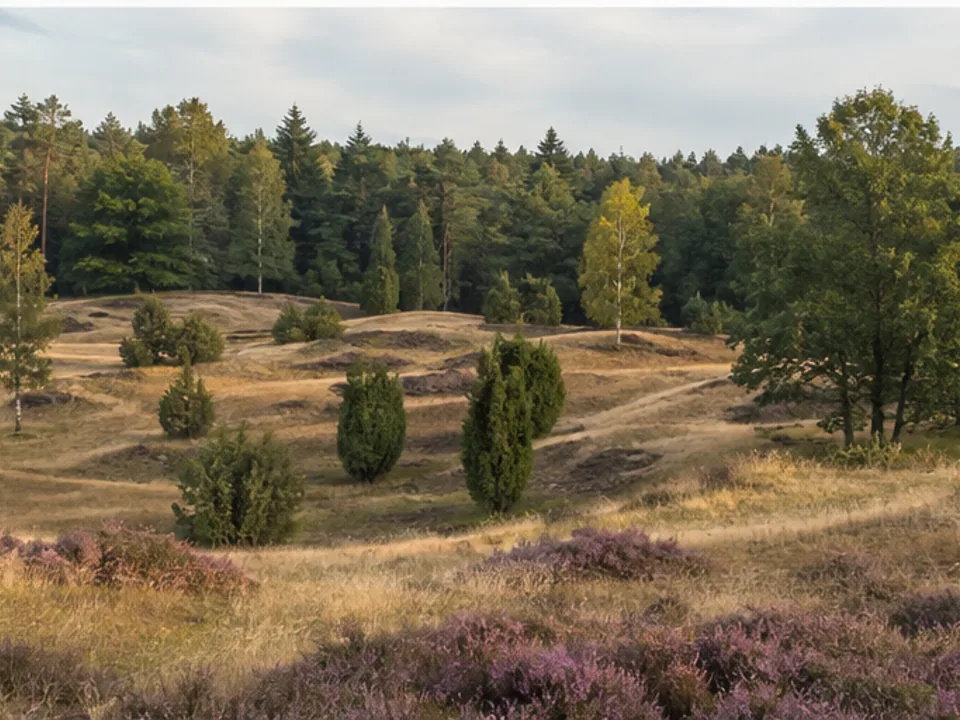Töps: wellige Heidefläche am Waldrand
