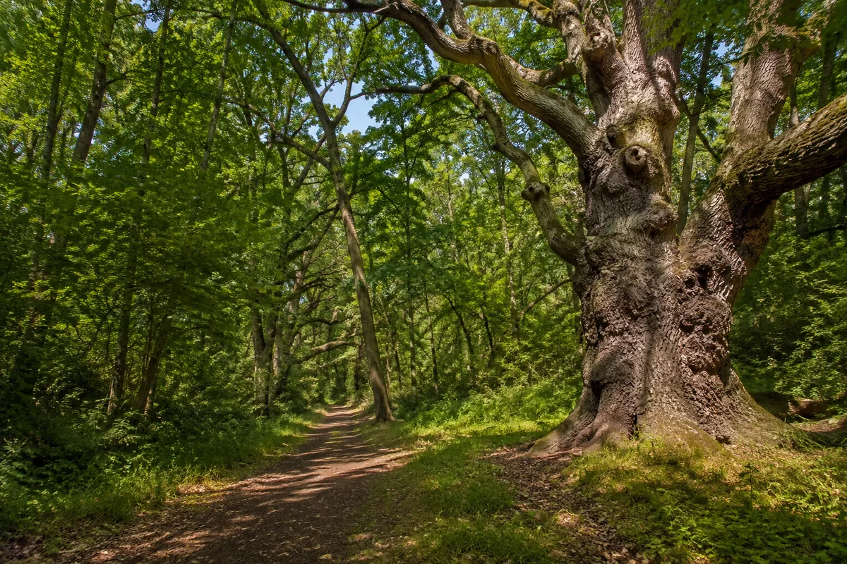 Naturbelassener Laubwaldweg bei Gülitz mit knorrigen Eichen