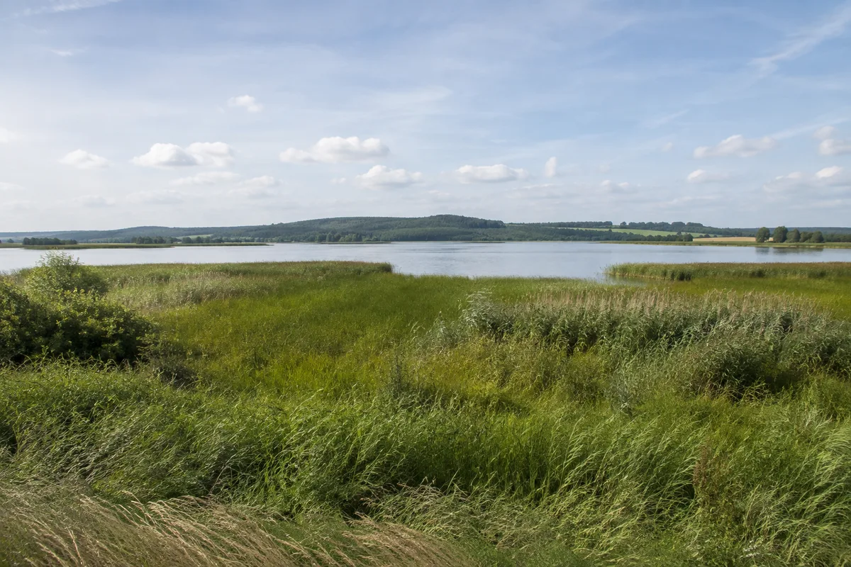Naturpark Mecklenburgische Schweiz und Kummerower See: Naturpark Mecklenburgische Schweiz und Kummerower See, Startgebiet Dahmen Dorf: Feuchtwiesen am südlichen Malchiner See bei Dahmen mit Schilf und fernem Höhenzug