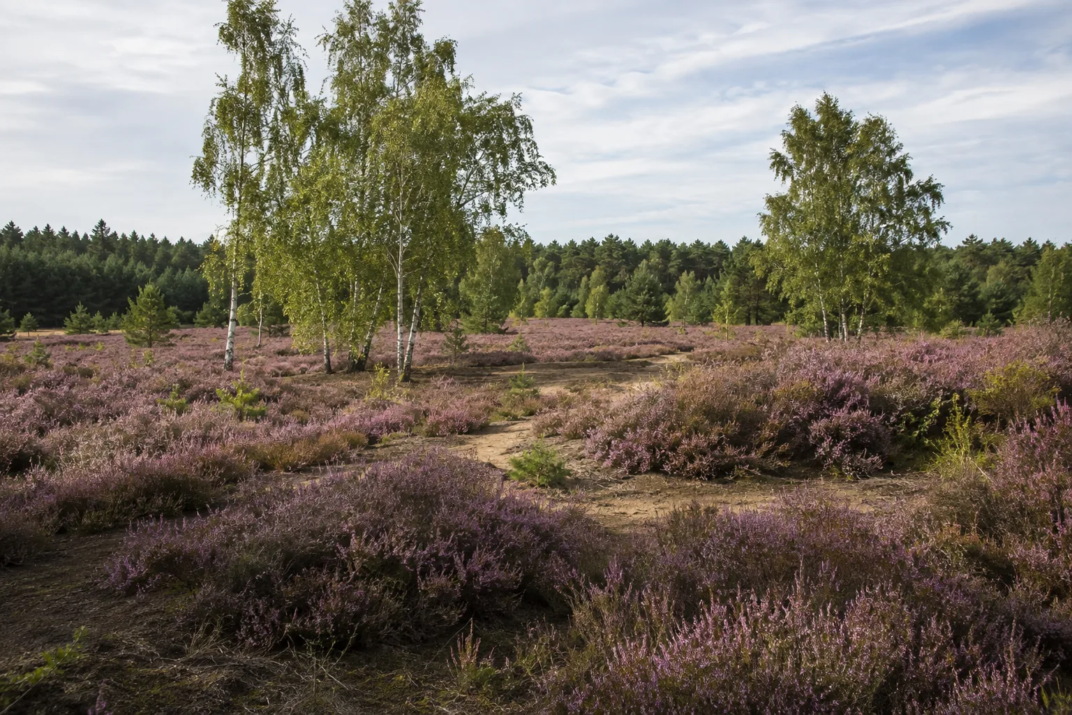 Naturpark Niederlausitzer Heidelandschaft: Heide bei Hohenleipisch: Besenheide und Birken auf sandigen ehemaligen Nutzflächen