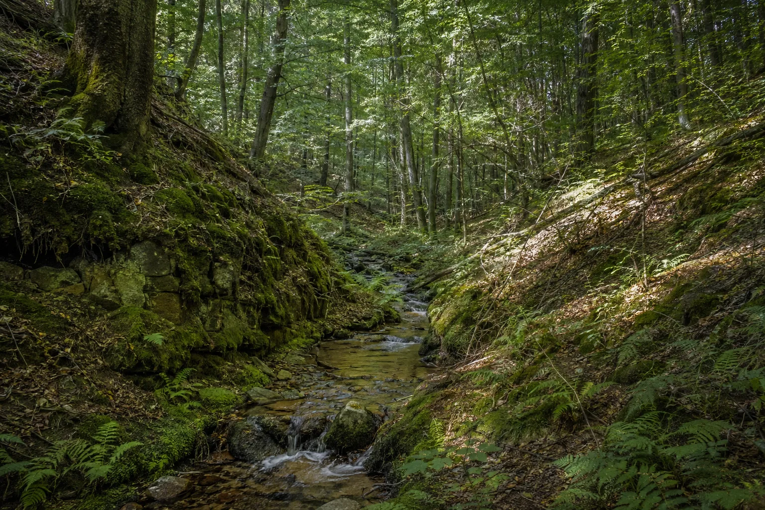 Naturpark Niederlausitzer Landrücken: Werchow: Calauer Schweiz: Kleine Schluchten und feuchte Quellhänge im Mischwald