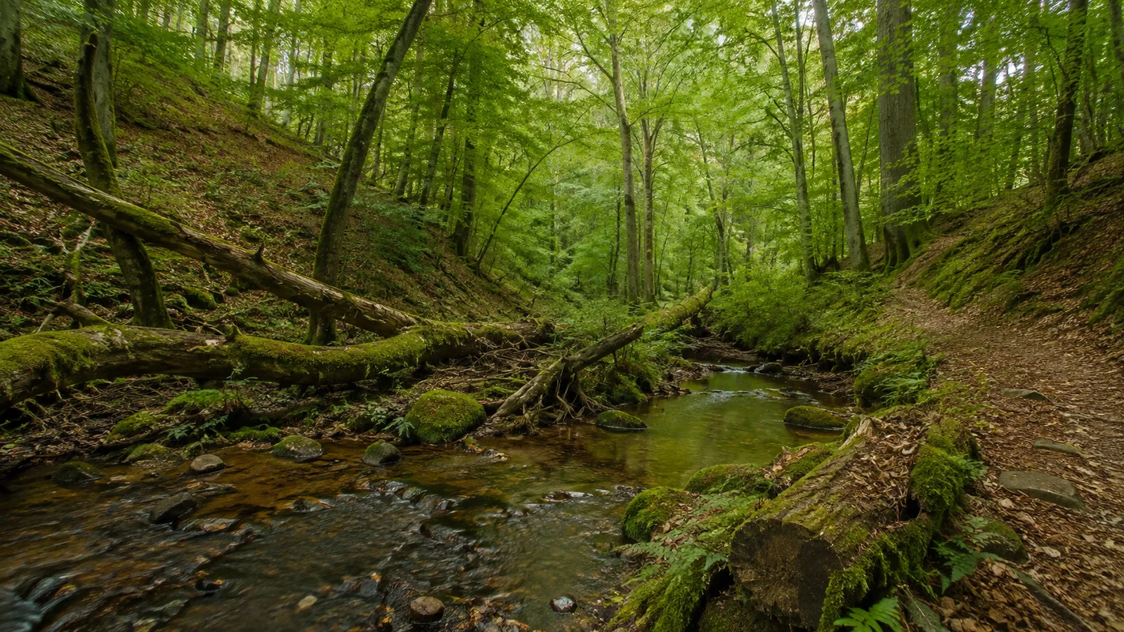 Wasgau-Felsen: Buntsandstein im südlichen Naturpark