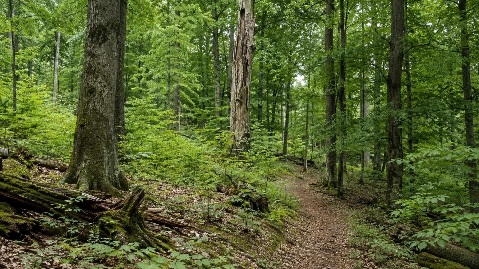 Haardtrand: Übergang vom Naturpark zu den Reben