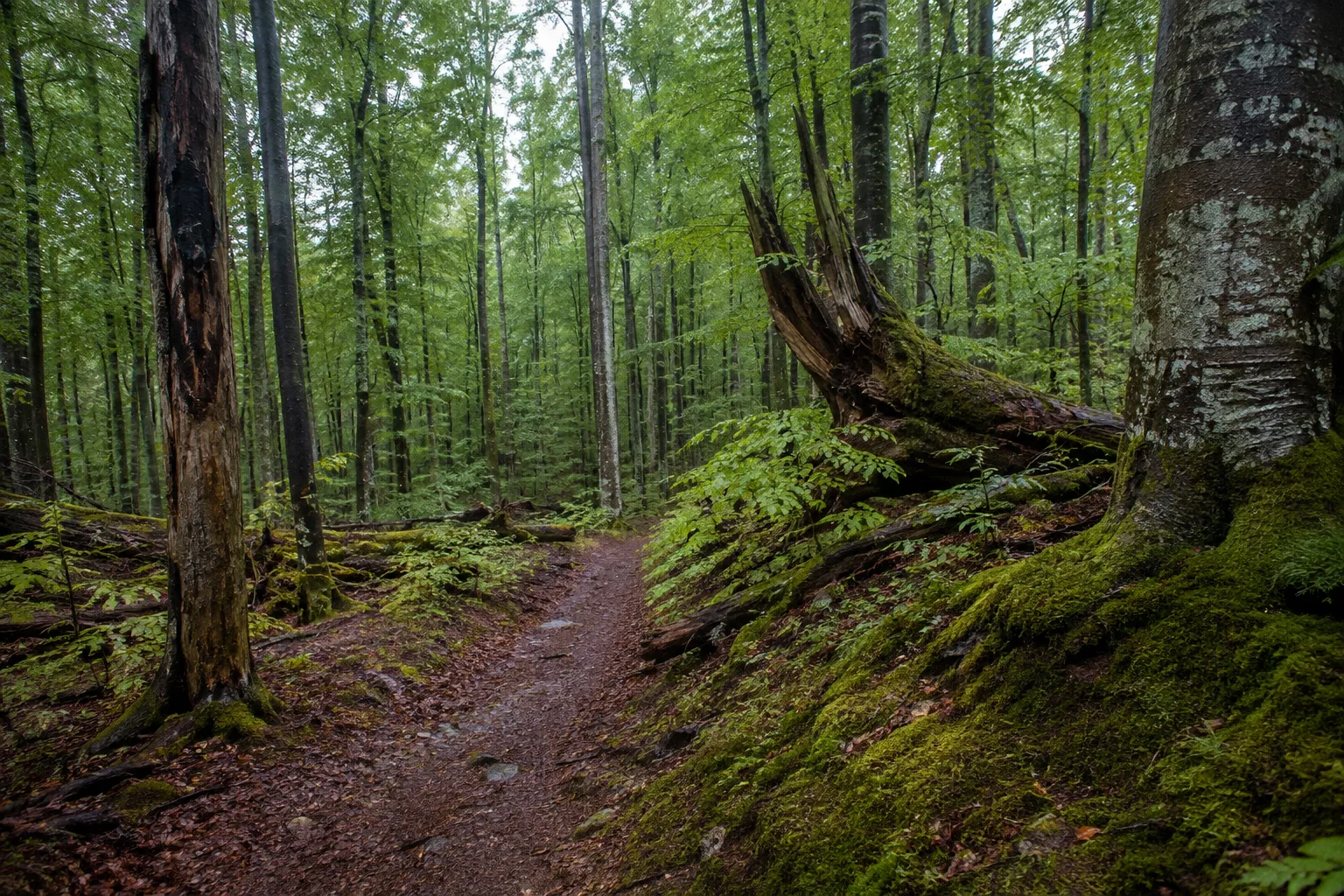 Naturpark Pfälzerwald: Naturpark Pfälzerwald: strukturreicher Mischwald und markierter Pfad