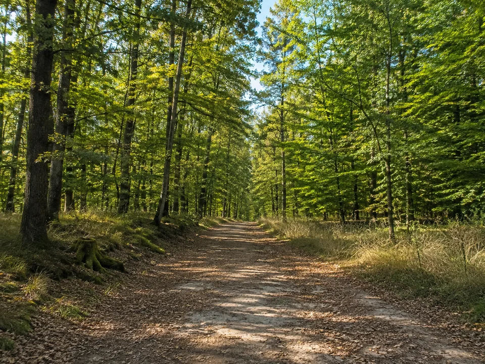 Ziegelrodaer Forst: Breiter Waldweg durch alten Buchen- und Eichenwald auf sanftem Buntsandsteinrücken