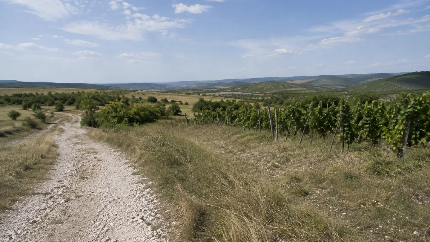 Naturpark Saale-Unstrut-Triasland: Freyburger Schaumkalkplateau: Kalkplateau über Freyburg: Heller Kalkschotterweg mit trockenem Gras am Rand von Weinbergen auf niedrigem Plateau