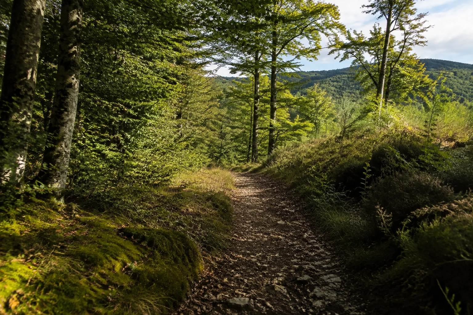 Weiskircher Hochwaldrand: naturnaher Weg durch Buchenwald mit kleinen Quarzitsteinen, sanfte bewaldete Rücken ohne alpine Gipfel.
