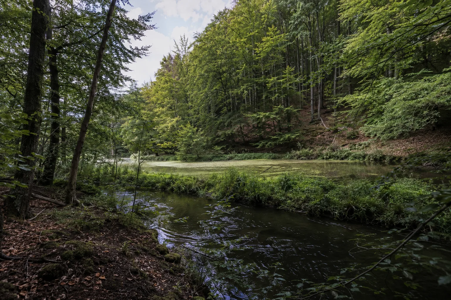 Siehdichumer Waldseen: Kleine Seen zwischen Buchenhängen und dunklem Wasserlauf