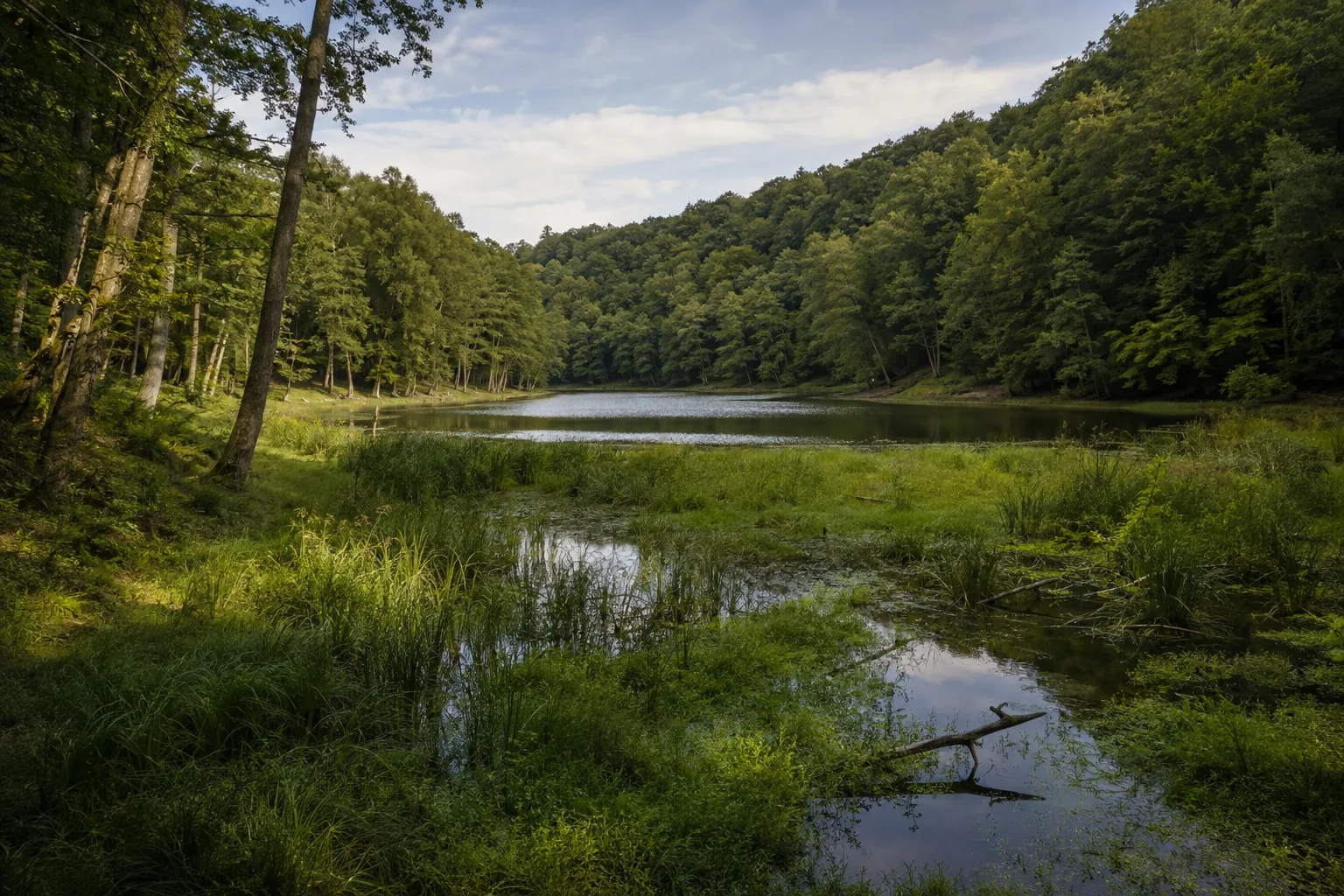 Wirchensee: Waldumschlossener See mit feuchten Senken im südlichen Bachtal