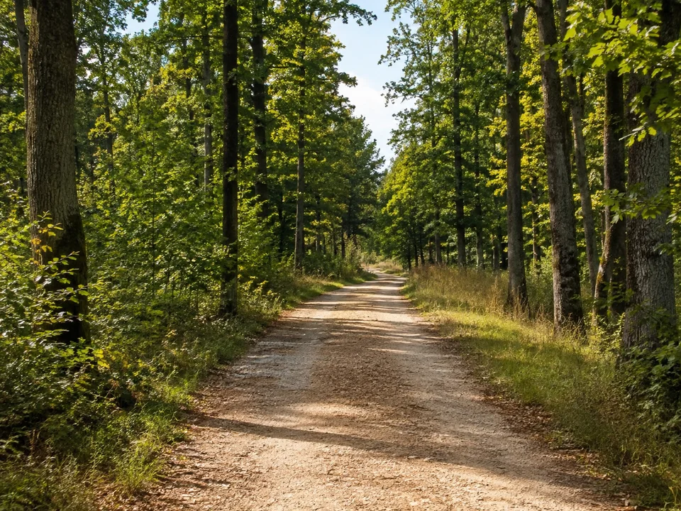 Schönbuchhochfläche: Breiter unbefestigter Weg zwischen hohen Buchen und Eichen auf mäßig hügeliger Keuperhochfläche