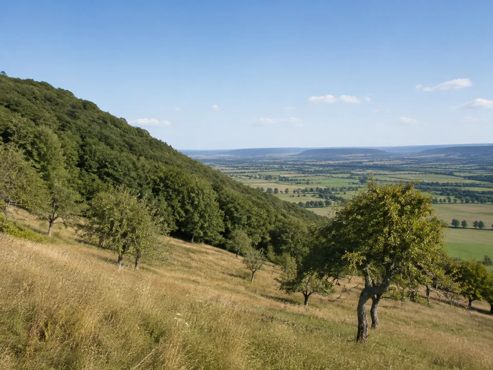 Südwestlicher Schönbuchtrauf: Streuobstwiese unter bewaldetem Hang mit weitem Blick über das flache Ammertal ohne Burgdarstellung