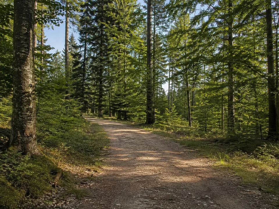 Wald bei Neuhütten: Breiter Wanderweg durch gemischten Laub- und Nadelwald auf einer ruhigen Hochfläche bei Wüstenrot