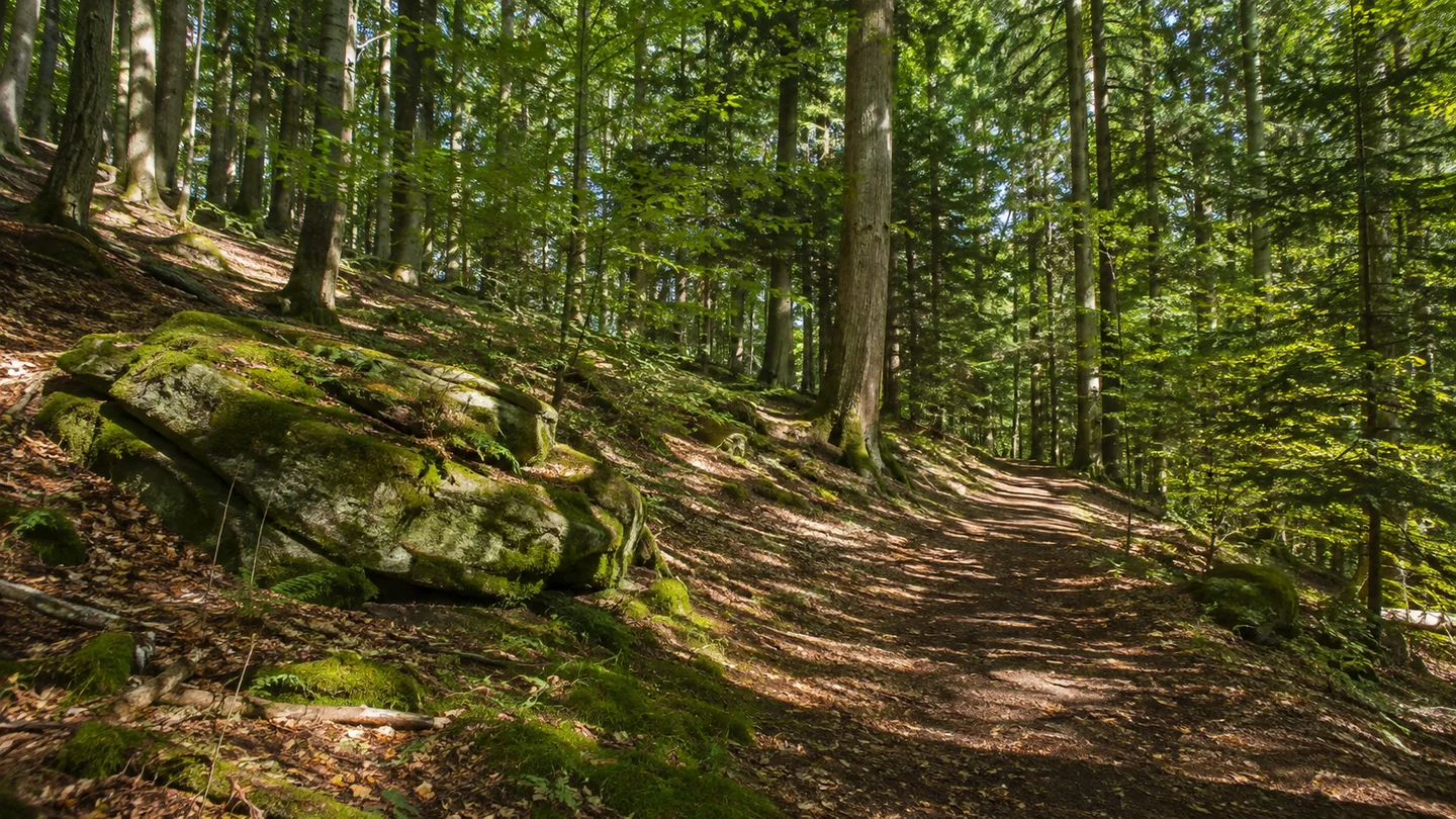 Naturpark Schwäbisch-Fränkischer Wald: Murrhardt – Busbahnhof: Naturparkwald bei Gschwend: Hoher Buchen-Tannenwald an sanftem Hang mit naturbelassenem Weg und einzelnen moosigen Sandsteinblöcken