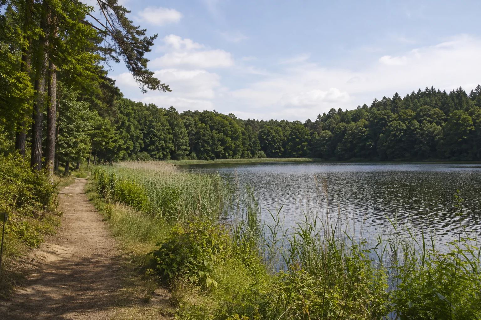 Roofensee bei Menz: kleiner von Wald umgebener See mit Schilfbucht und landseitigem Wanderweg