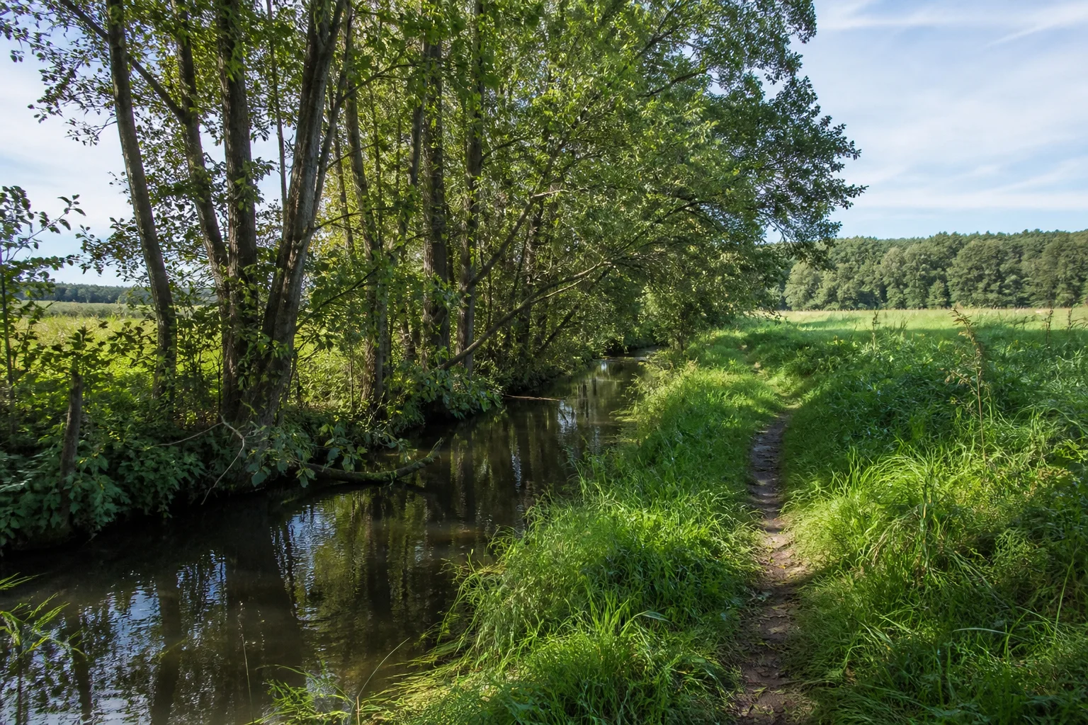 Rhin bei Zippelsförde: schmaler Wasserlauf zwischen Erlen, Wiesen und ebenen Waldflächen