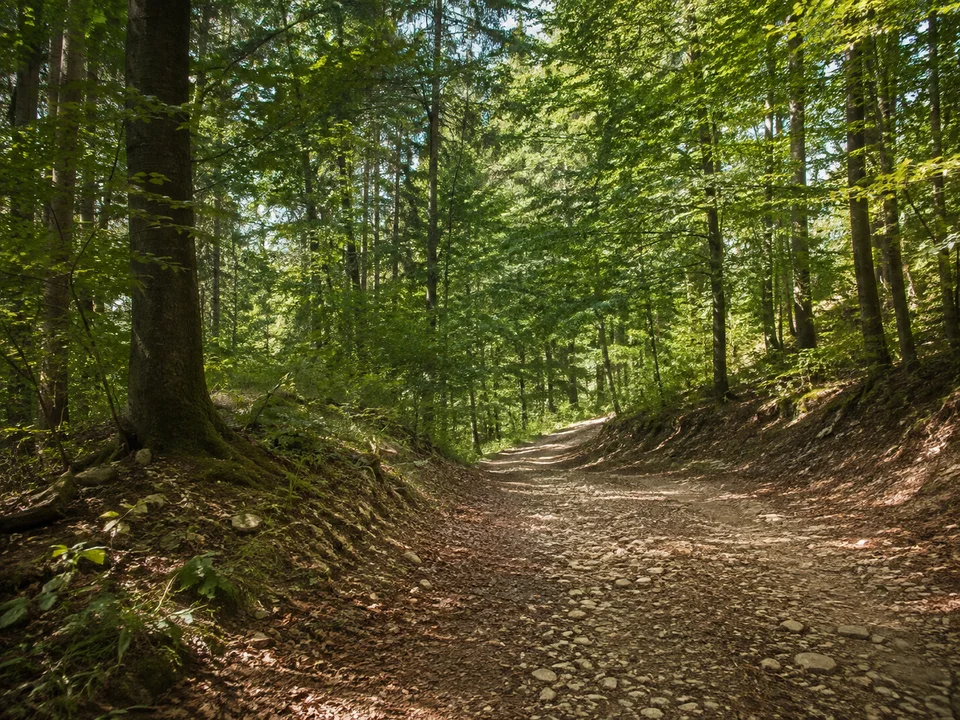 Wald bei Michelau: Lichter Laubmischwald am westlichen Steigerwald bei Michelau mit sanft ansteigendem Forstweg und kleinen Keupersteinen