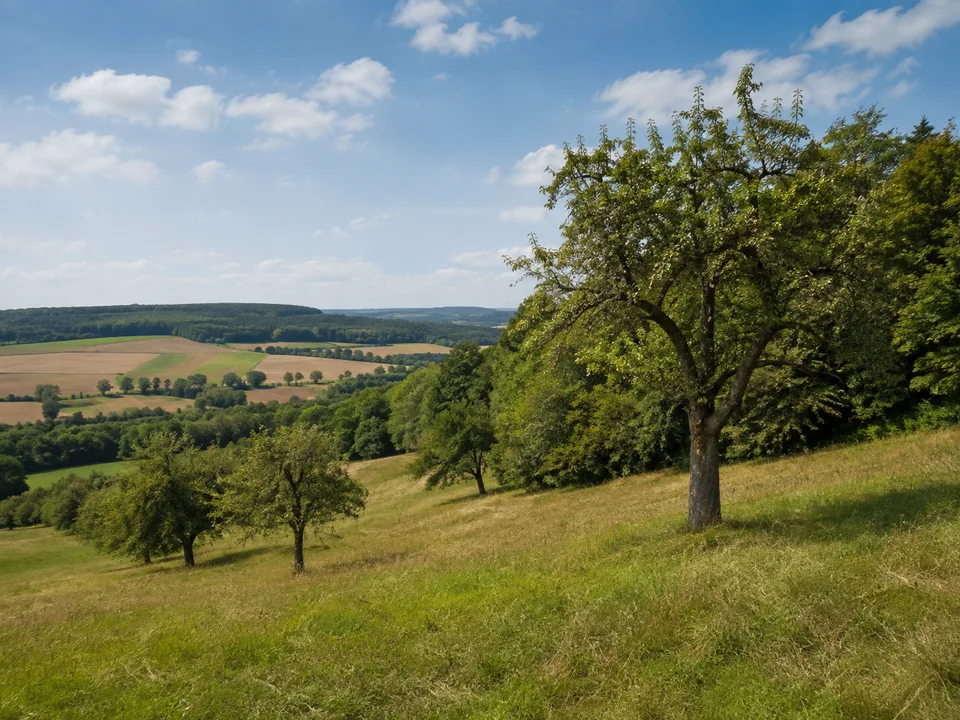 Streuobst am südlichen Steigerwald: Einzelne alte Obstbäume auf hügeliger Wiese bei Scheinfeld am Rand von Laubwald und Feldern