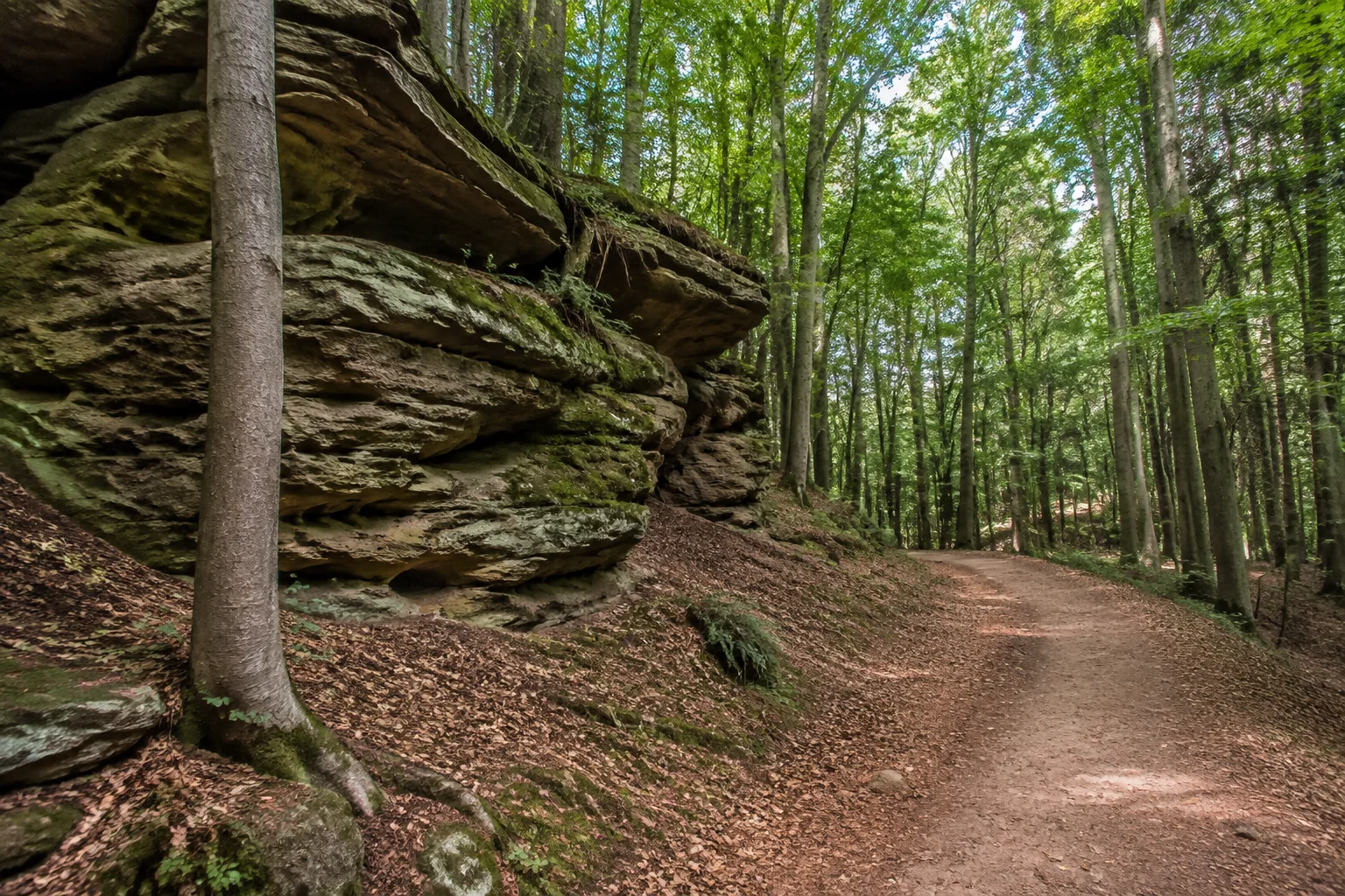 Ferschweiler Sandsteinwald: normaler Waldweg neben geschichteten gelblich braunen Sandsteinblöcken unter Buchen, keine Höhlenpassage.