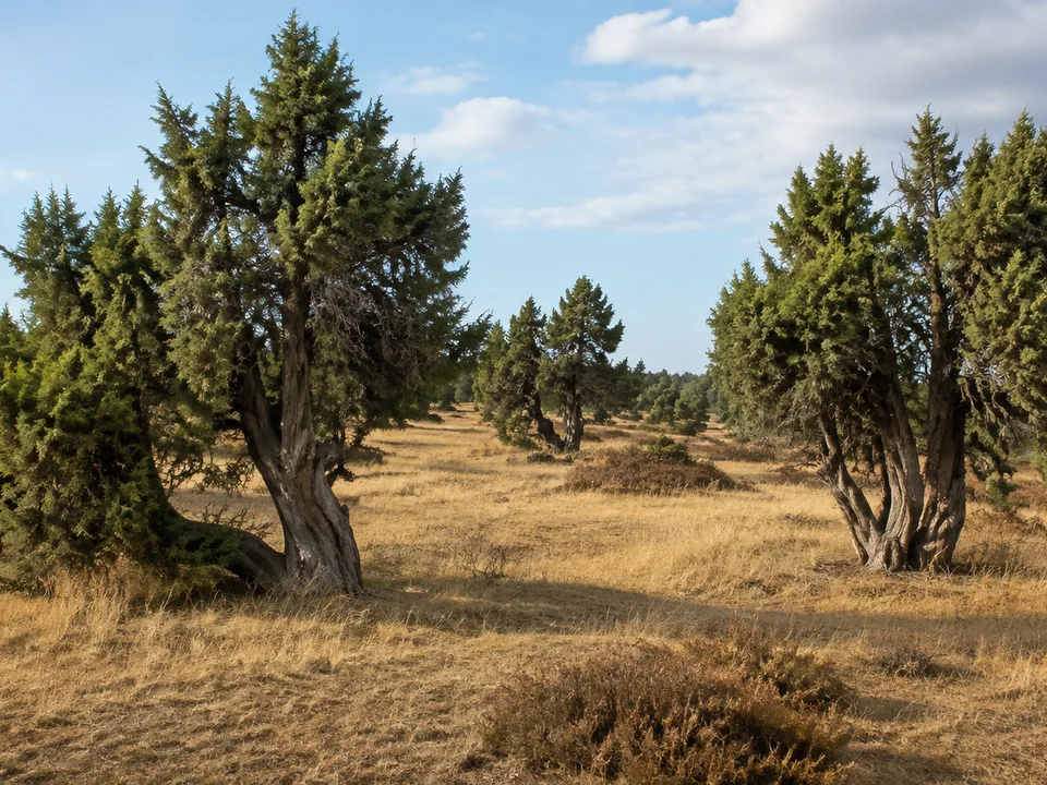 Wacholderwald bei Schmarbeck: knorrige dunkle Wacholder zwischen Heide und trockenem Gras