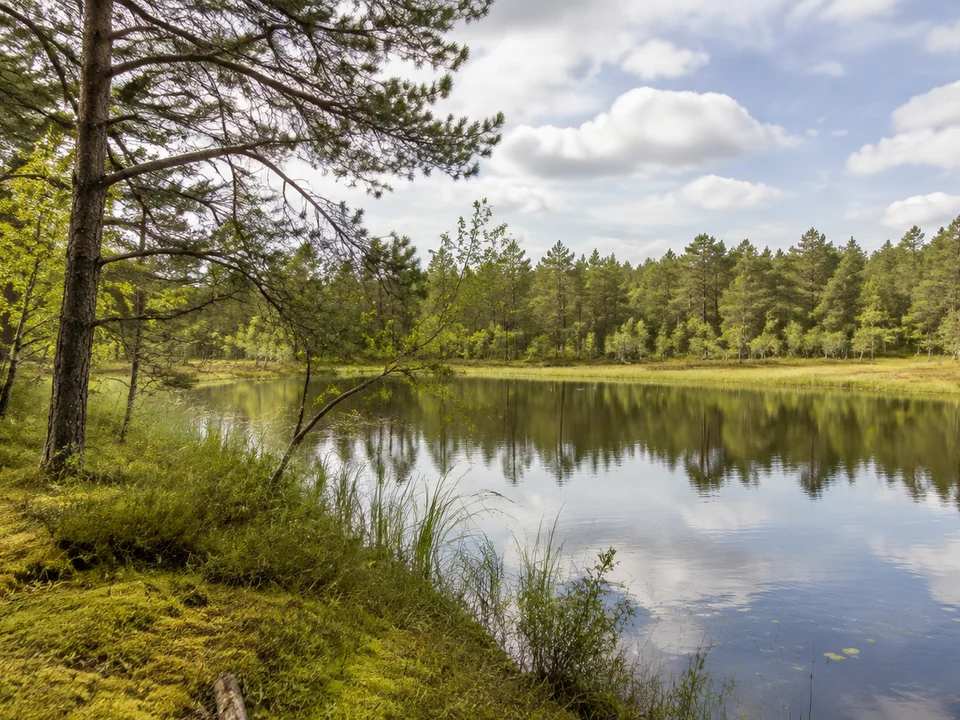 Angelbecksteich: kleiner stiller Teich im Übergang von Heide zu Kiefernwald, natürlicher grüner Ufersaum