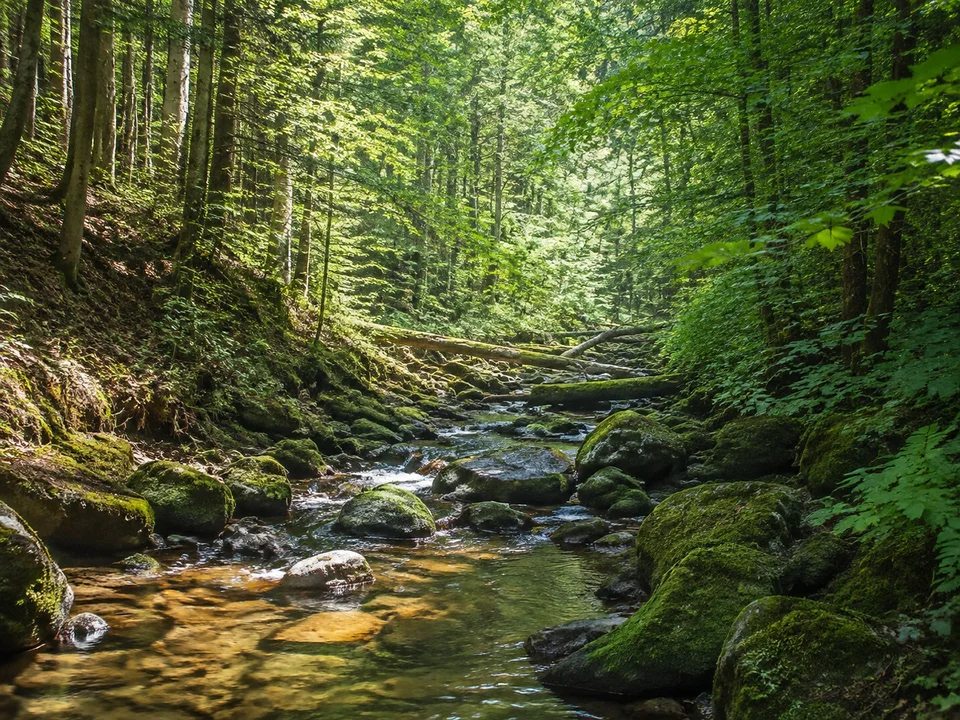 Naturwald an der Sormitz: Kleiner klarer Bach zwischen bemoosten Steinen und dichtem Laubwald an einem Talweg