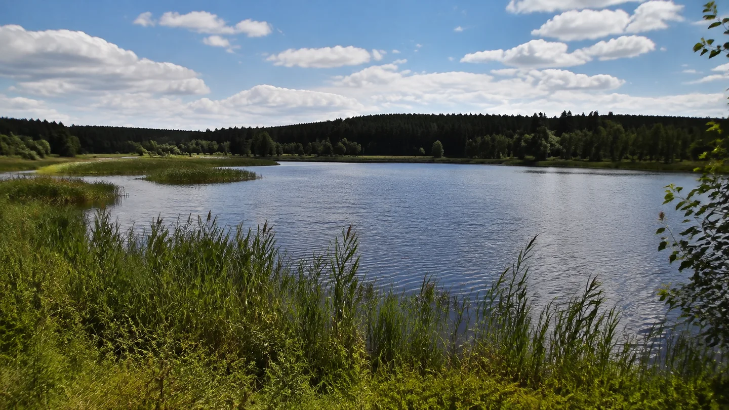 Naturpark Thüringer Schiefergebirge/Obere Saale: Leutenberg Naturparkhaus: Plothener Teichlandschaft: Ruhiger breiter Fischteich mit Schilf, flachen grünen Ufern und dunklem Waldhorizont, keine erfundenen Gebäude