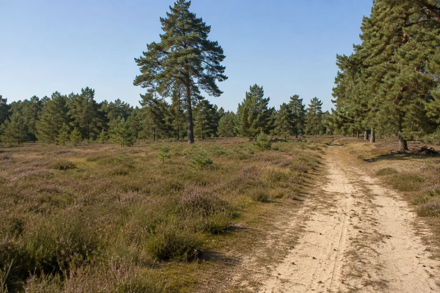 Kleine Schorfheide: trockener Sandweg neben niedriger Heide und lockerem Kiefernbestand
