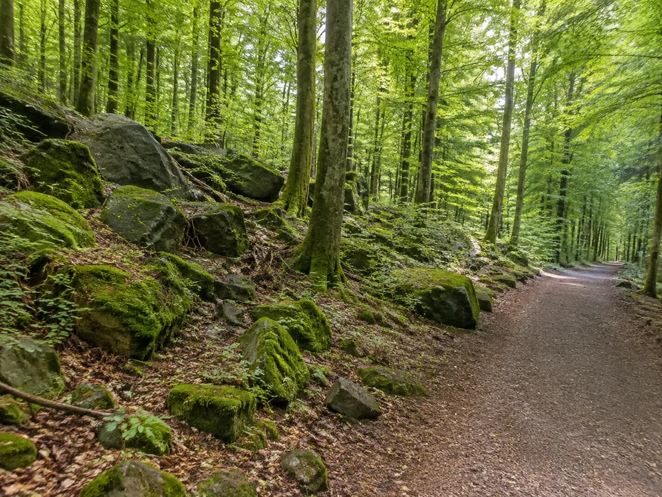 Oberwald bei Rudingshain: Feuchter Buchenwald mit dunklen bemoosten Basaltsteinen neben einem festen Weg