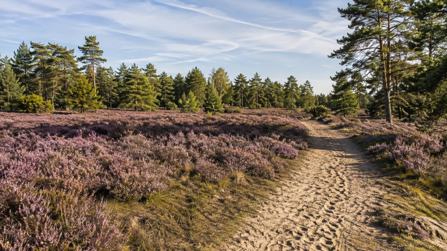 Naturpark Wendland.Elbe: Nemitzer Heidehaus: Nemitzer Heide im Naturpark Wendland.Elbe: sandiger Besucherweg durch lila Besenheide vor lockerem Kiefernsaum