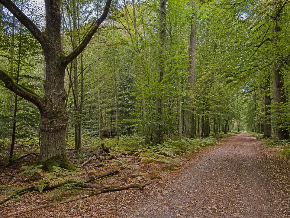 Hasbruch: Majestätischer alter Eichenwald mit Buchen, Farn und Totholz neben breitem öffentlichem Weg auf flachem Boden